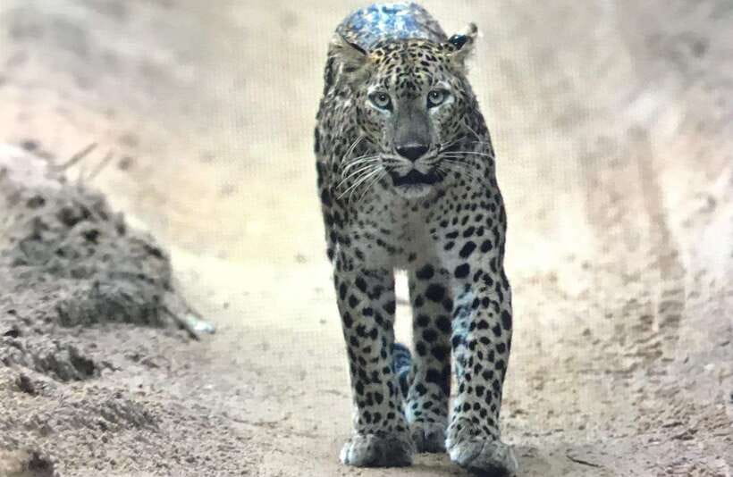 Wilpattu National Park: Private Safari - The value of $35 per person
