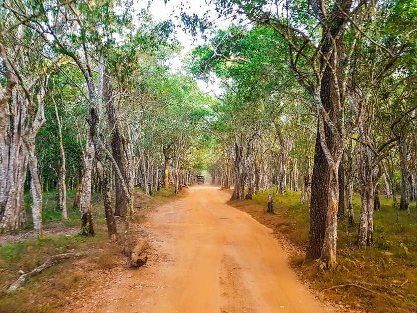 Wilpattu National Park: Private Safari - What the five-hour route may feel like