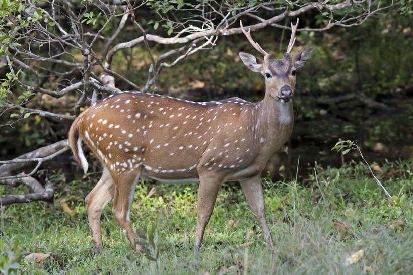 Wilpattu National Park: Private Safari - FAQ