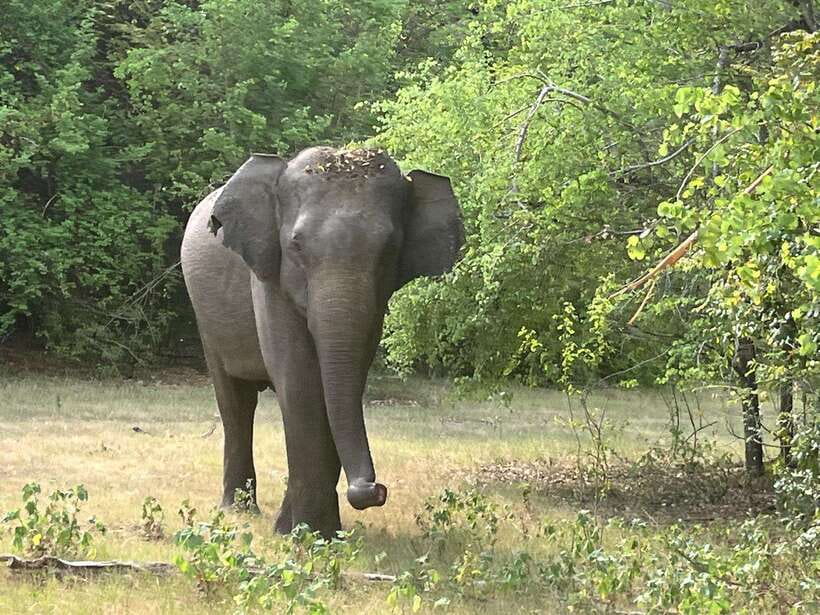 Wilpattu National Park: Private Safari - Looking for leopards across 1,317 square kilometers