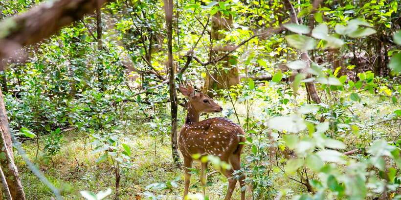 Wilpattu National Park Safari Tour from Colombo - Lunch at a local restaurant near Puttalam