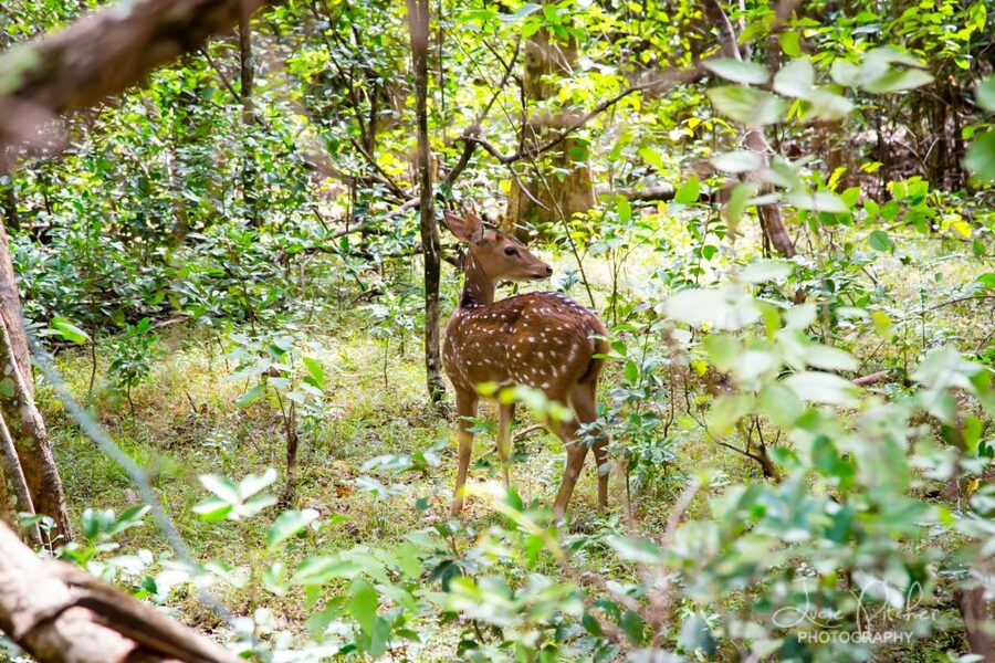 Wilpattu National Park Safari Tour from Colombo - Guides, comfort, and the small details