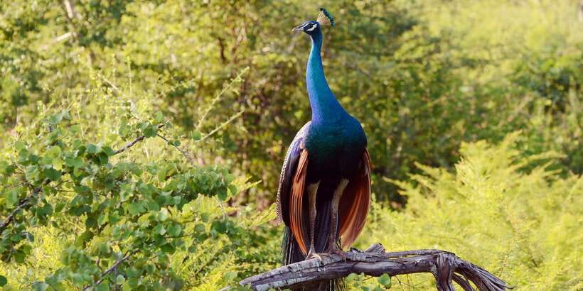 Wilpattu National Park Safari Tour from Colombo - The Colombo pickup and four-hour journey