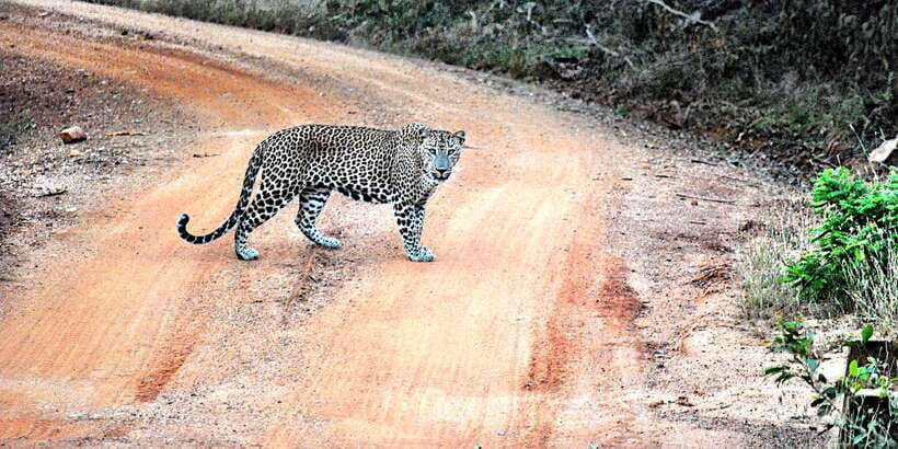 Wilpattu National Park Safari Tour from Kandy - What the animal list really means