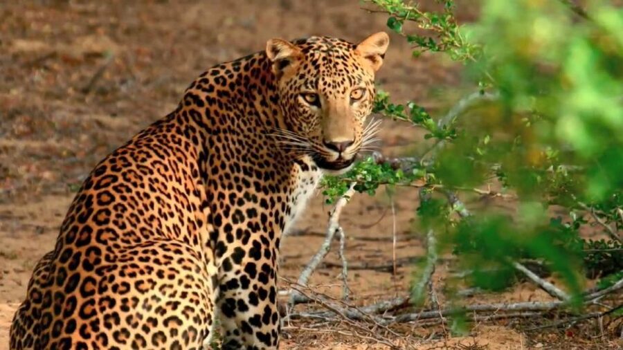 Wilpattu National Park Safari Tour from Kandy - Lunch and the return journey