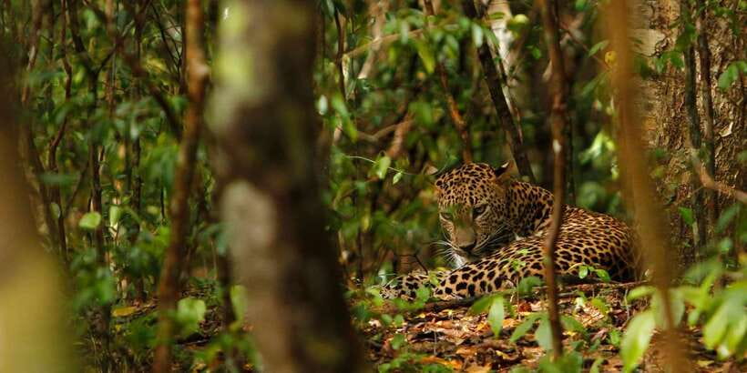Wilpattu National Park Safari Tour from Kandy - Is the $105 price fair?