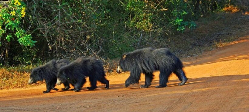 Wilpattu: Private Safari Day Trip with Lunch & Entry Fees - Key points to know before booking