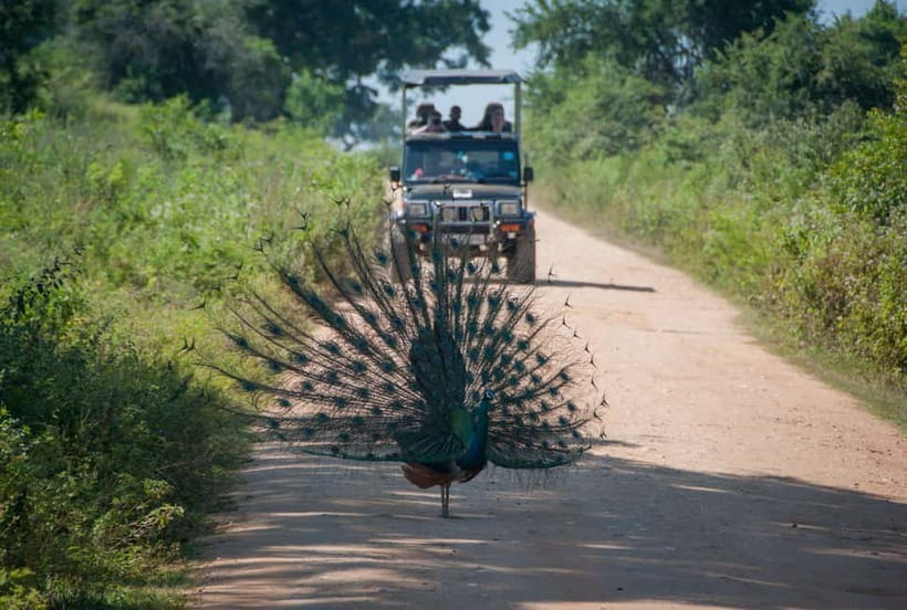 Wilpattu: Private Safari Day Trip with Lunch & Entry Fees - How the guides shape the day
