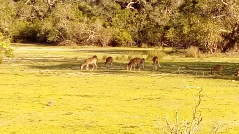 Wilpattu: Private Safari Day Trip with Lunch & Entry Fees - Who should book this Wilpattu safari?