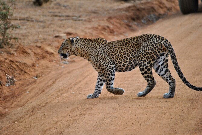 Yala 4h Jeep Safari: Guided Wildlife Experience (All Inclusive) - Key points before you book
