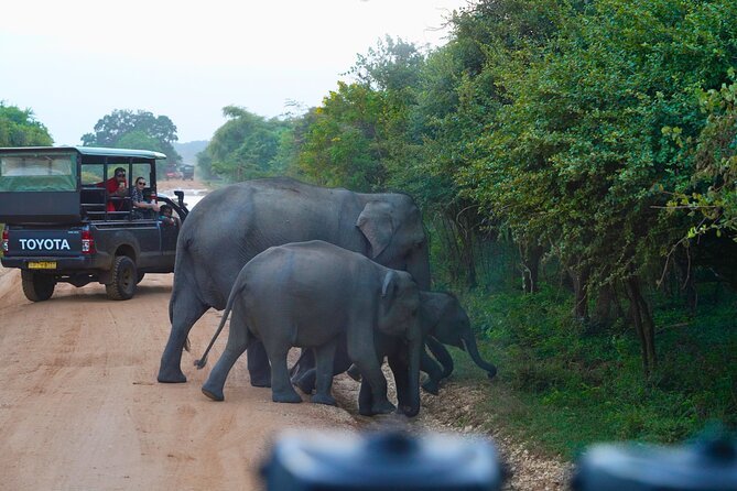 Yala 4h Jeep Safari: Guided Wildlife Experience (All Inclusive) - The real appeal of visiting Yala from Bentota
