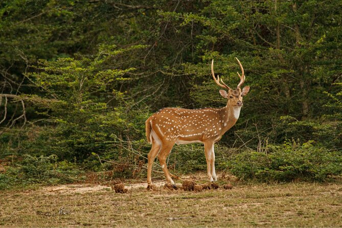 Yala 4h Jeep Safari: Guided Wildlife Experience (All Inclusive) - Wildlife to look for inside Yala