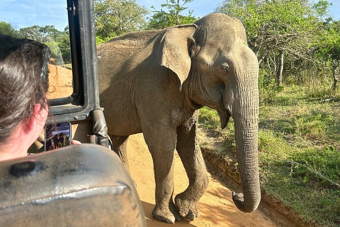 Yala 4h Jeep Safari: Guided Wildlife Experience (All Inclusive) - The guide can shape the whole safari