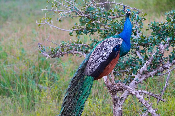 Yala 4h Jeep Safari: Guided Wildlife Experience (All Inclusive) - What the $172 price means
