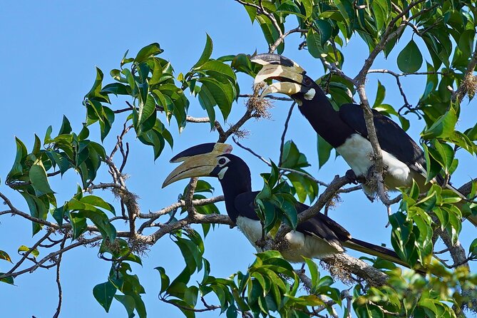 Yala 4h Jeep Safari: Guided Wildlife Experience (All Inclusive) - Who should choose this private Yala trip
