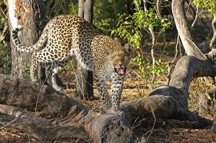 Yala: All Inclusive Overnight Glamping and Safari - Lunch by the pool before departure