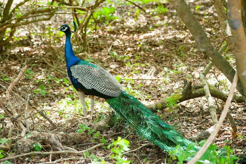 Yala: All Inclusive Overnight Glamping and Safari - Is $349 good value?