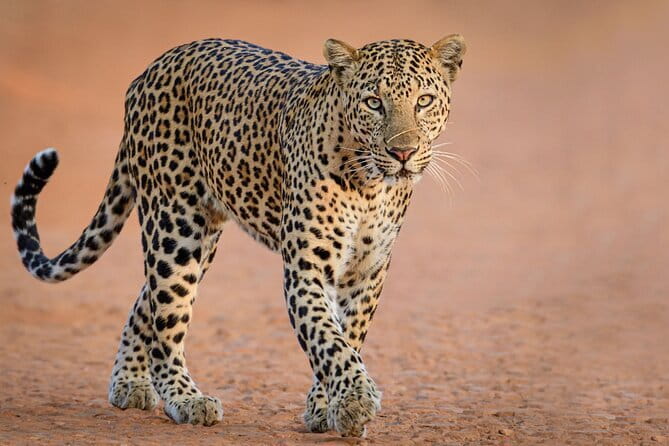 Yala and Udawalawa Safari Tour From Hambantota port - Key points before you book