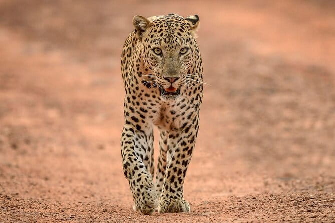 Yala and Udawalawa Safari Tour From Hambantota port - The noon to 2 p.m. closure can change your day