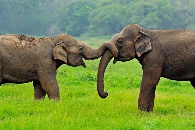 Yala and Udawalawa Safari Tour From Hambantota port - Booking details worth checking first
