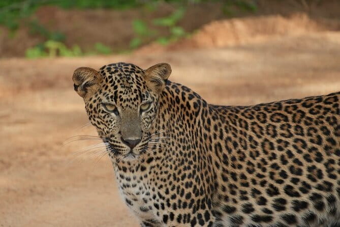 Yala and Udawalawa Safari Tour From Hambantota port - Yala National Park and the search for leopards
