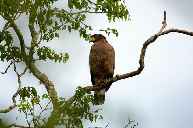 Yala Best Extended Half Day Safari By Ceylon Leopard Safari - Six hours gives you time to search properly