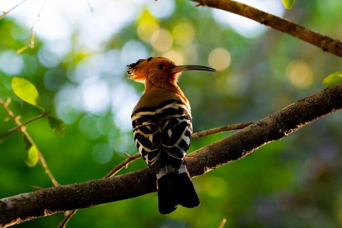 Yala Best Extended Half Day Safari By Ceylon Leopard Safari - What the $35 price really covers