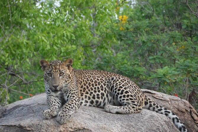 Yala Best Extended Half Day Safari By Ceylon Leopard Safari - Pickup, fitness, and the feel of the ride