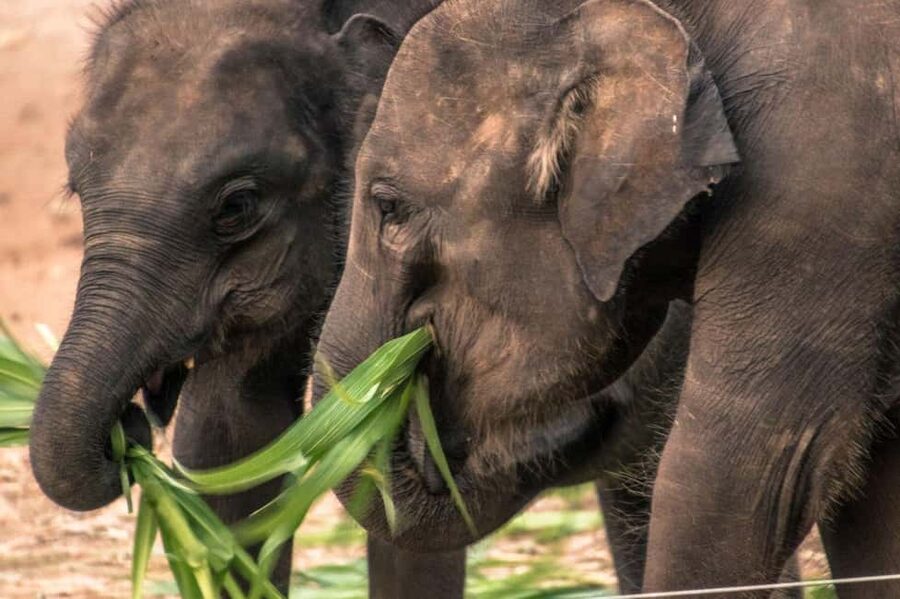 YALA BLOCK 5 & 6 (Weheragala & Lunugamwehera) Safari Tour - Golden-hour photography and the value of patience