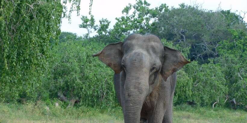 YALA BLOCK 5 & 6 (Weheragala & Lunugamwehera) Safari Tours - Key things to know before booking