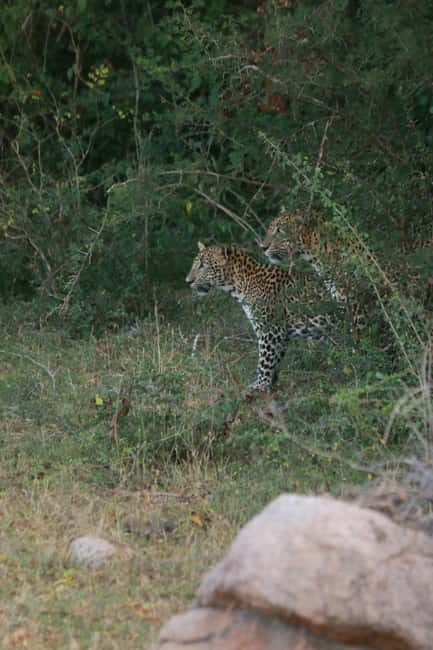 YALA BLOCK 5 & 6 (Weheragala & Lunugamwehera) Safari Tours - Who will enjoy this safari most?