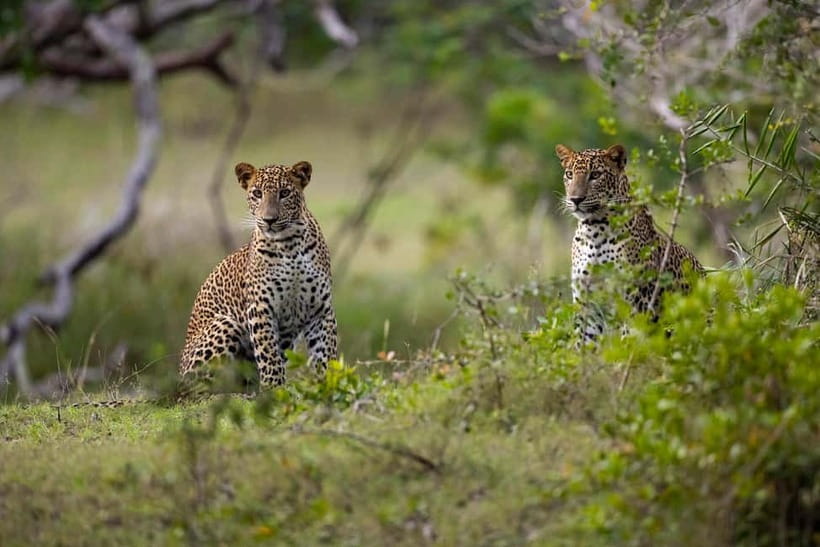 YALA BLOCK 5 & 6 (Weheragala & Lunugamwehera) Safari Tours - Why choose Yala Block 5 and 6?