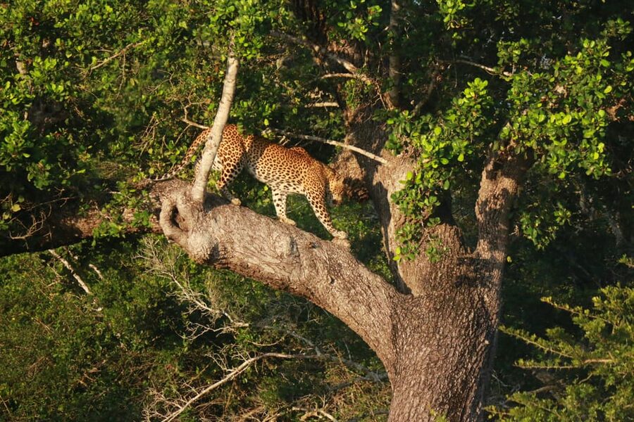 YALA BLOCK 5 & 6 (Weheragala & Lunugamwehera) Safari Tours - The five-hour park outing