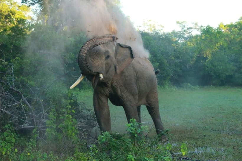 YALA BLOCK 5 & 6 (Weheragala & Lunugamwehera) Safari Tours - Leopards, elephants, and the luck factor