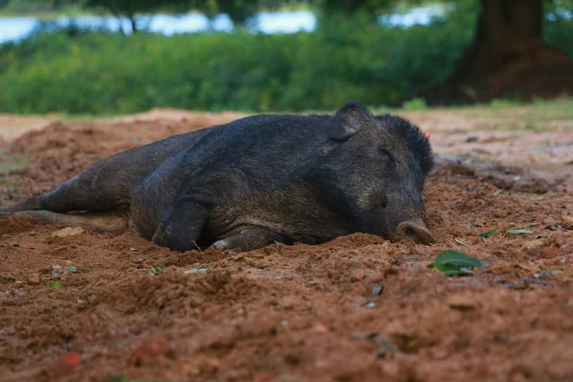 YALA BLOCK 5 & 6 (Weheragala & Lunugamwehera) Safari Tours - What comes with the $36 price