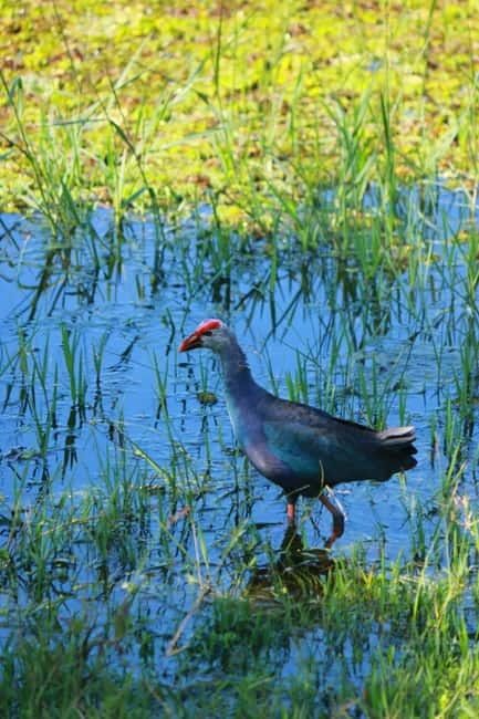 YALA BLOCK 5 & 6 (Weheragala & Lunugamwehera) Safari Tours - Morning or afternoon safari?