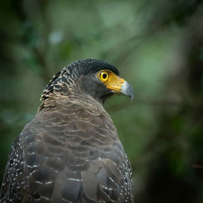 YALA BLOCK 5 & 6 (Weheragala & Lunugamwehera) Safari Tours - What the five-hour safari is like