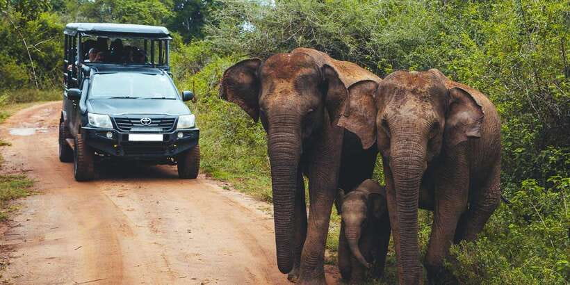 Yala Block 5: Private Morning or Evening Safari - Why Block 5 can be a better choice than busy Yala