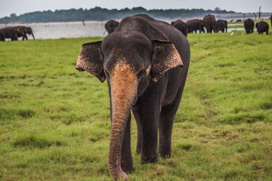 Yala Block 5: Private Morning or Evening Safari - What to bring for four hours in Yala