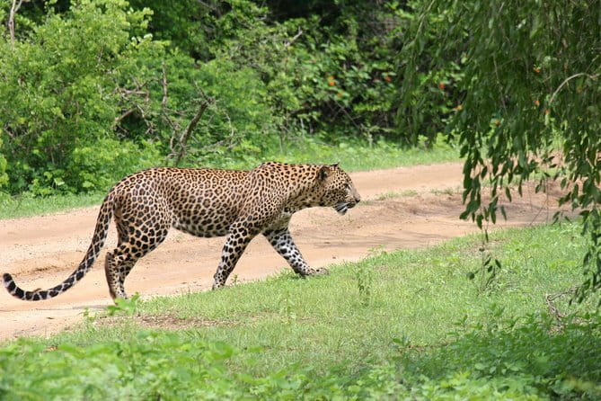 Yala Camping by Ajith Safari All Inclusive - The dawn safari and breakfast routine