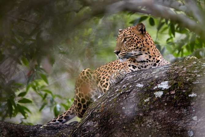 Yala Full day Leopard Safari Tour with Picnic Lunch - Inside Yala National Park