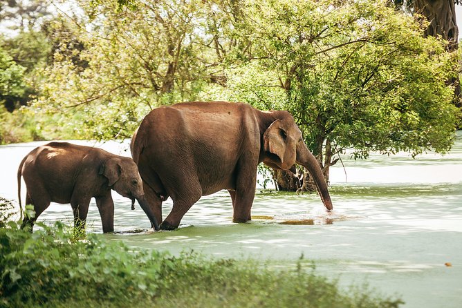 Yala Full day Leopard Safari Tour with Picnic Lunch - What the $60 price really covers