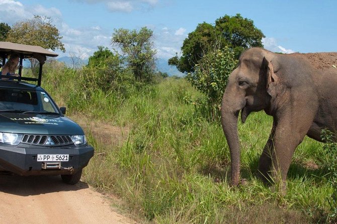 Yala Full day Leopard Safari Tour with Picnic Lunch - The guides make the difference