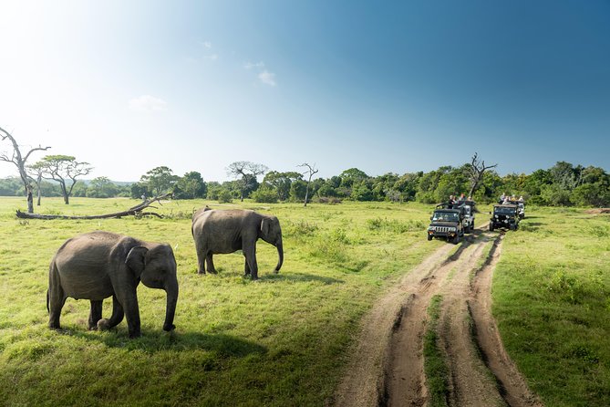 Yala Full day Leopard Safari Tour with Picnic Lunch - The 5:00 to 5:30 am pickup