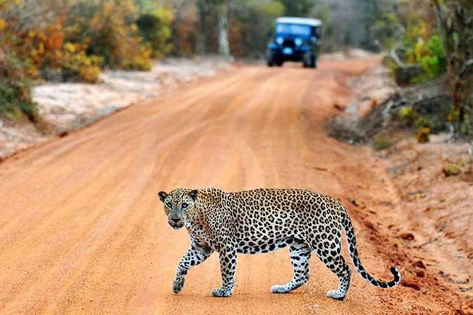 Yala Full Day Safari with Picnic Lunch - Private & All Inclusive - The pre-dawn pickup from Colombo and the south coast