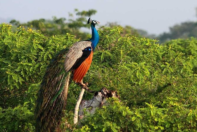 Yala Full Day Safari with Picnic Lunch - Private & All Inclusive - Lunch, water, and the limits of an all-inclusive day