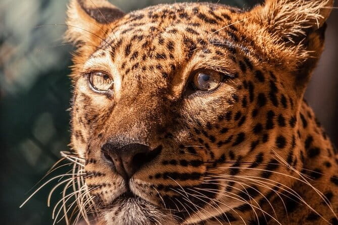 Yala Mk Safari Tour & Taxi Service - Why Yala is worth your time
