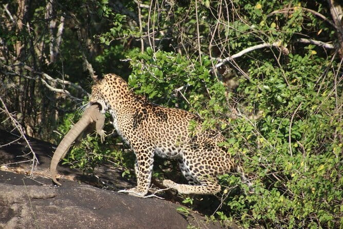 Yala Mk Safari Tour & Taxi Service - The private vehicle makes the biggest difference