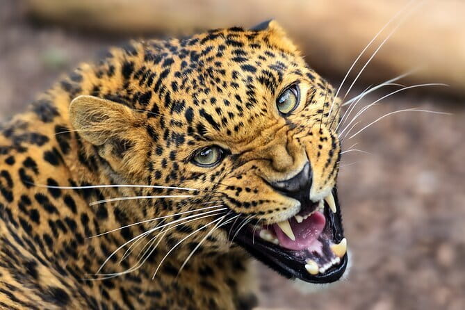 Yala Mk Safari Tour & Taxi Service - Wildlife you may see on the route