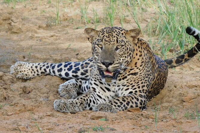 Yala Mk Safari Tour & Taxi Service - How long should you book?